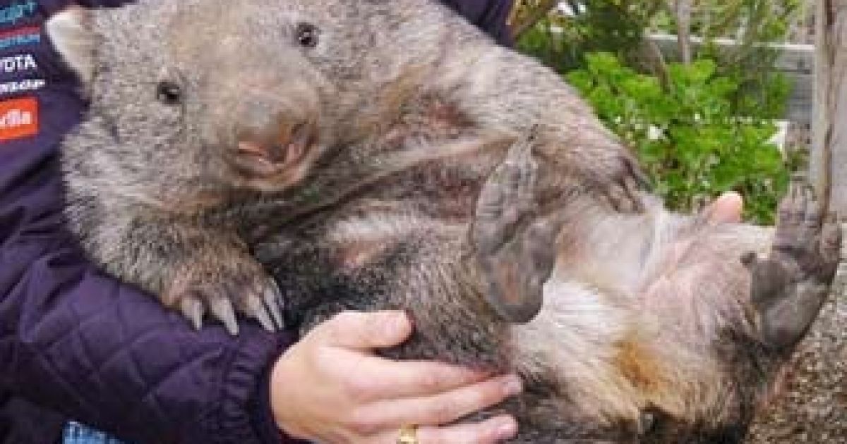 Вомбат Флоренс