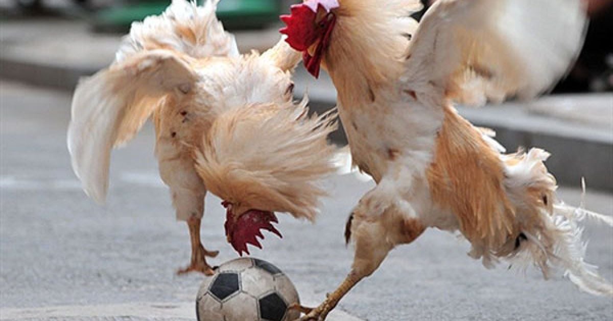 Китай, Шеньян. Півні ведуть боротьбу за м'яч під час футбольного матчу між півнями, який влаштували у Шеньяні, провінція Ляонін на сході Китаю. Суддя і тренер півнів, китаянка Чжан Ліцзюнь керує пернатими футболістами, яких вона почала тренувати грати у футбол з 2007 року.