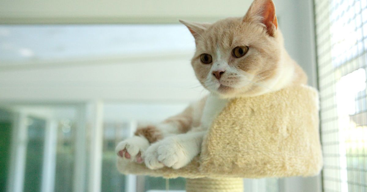 Фешенебельний готель для котів у Хартфордширі