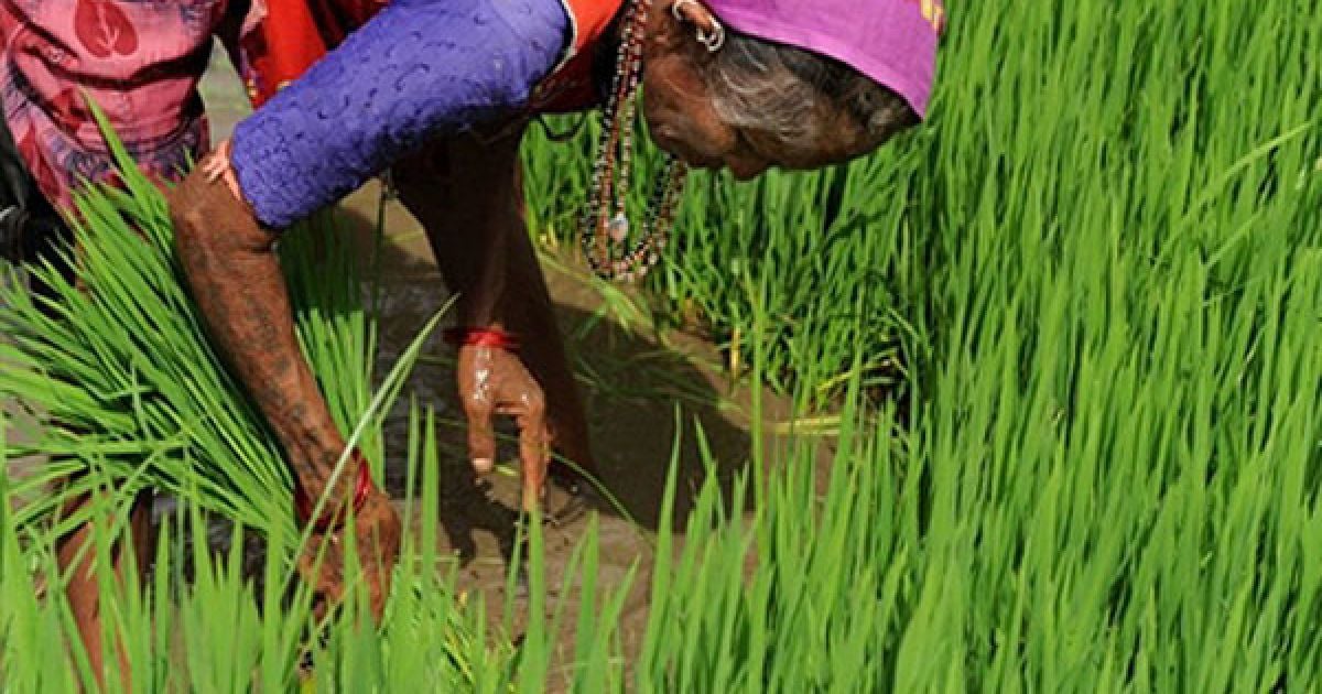 Індія, Ахмедабад. Індійська робітниця саджає рис на полі неподалік від міста Дхолка. Фермери у західному індійському штаті Гуджарат очікують цього року рекордний урожай рису через велику кількість опадів. / © AFP