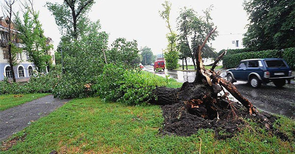 Повалені дерева після урагану в Луганську / © PHL.com.ua