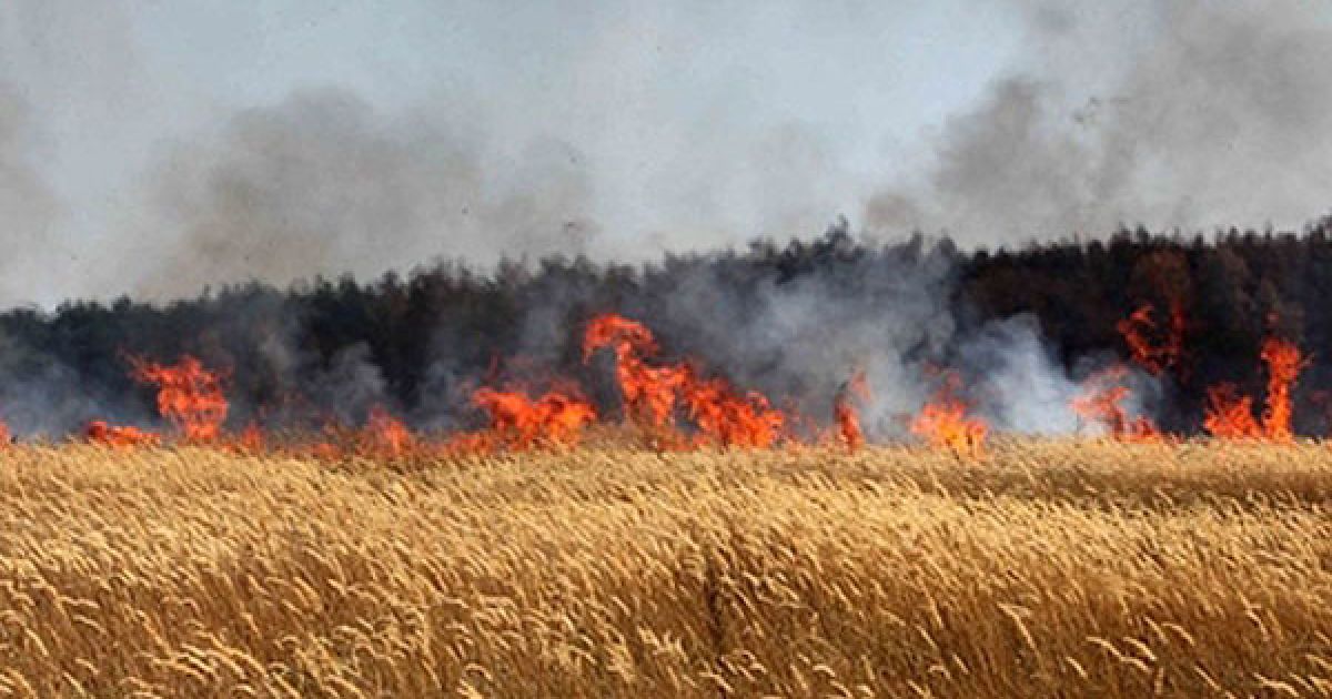До боротьби з вогнем підключилася армія, а влада змушена вживати екстрених заходів. / © AFP