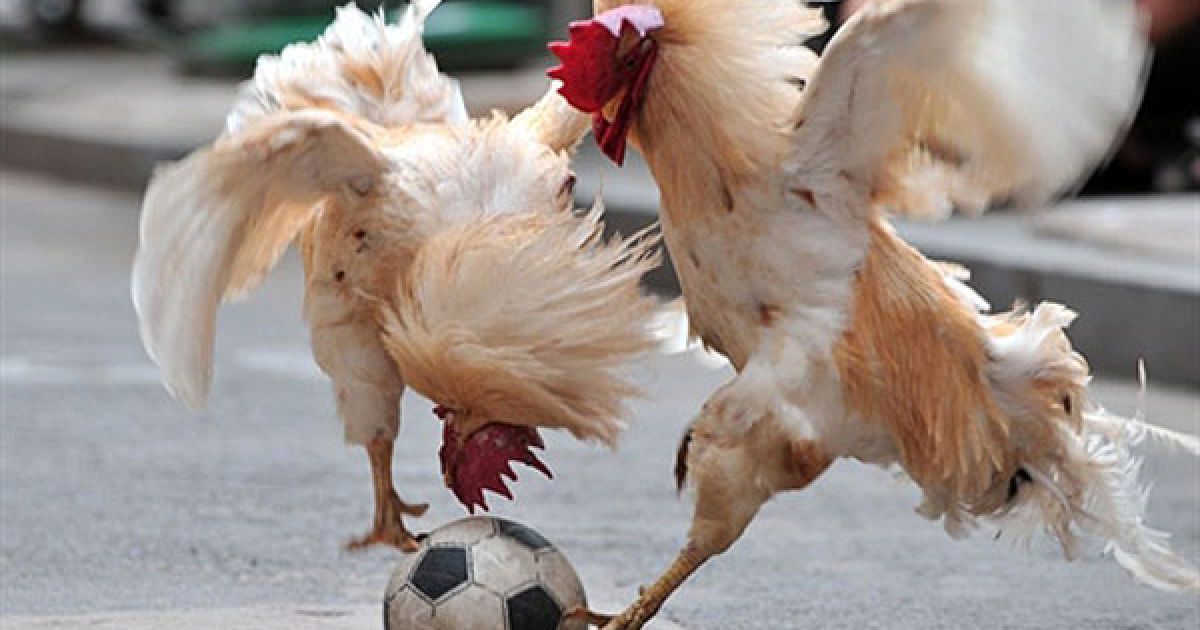 Китай, Шеньян. Півні ведуть боротьбу за м'яч під час футбольного матчу між півнями, який влаштували у Шеньяні, провінція Ляонін на сході Китаю. Суддя і тренер півнів, китаянка Чжан Ліцзюнь керує пернатими футболістами, яких вона почала тренувати грати у футбол з 2007 року. / © AFP