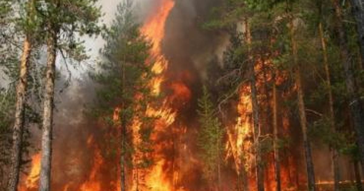 У ЗМІ повідомили про пожежу в мисливських угіддях Януковича