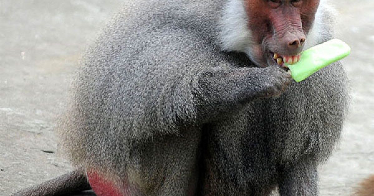 Китай. Бабуїн їсть фруктовий лід у зоопарку міста Ханьчжоу. / © AFP