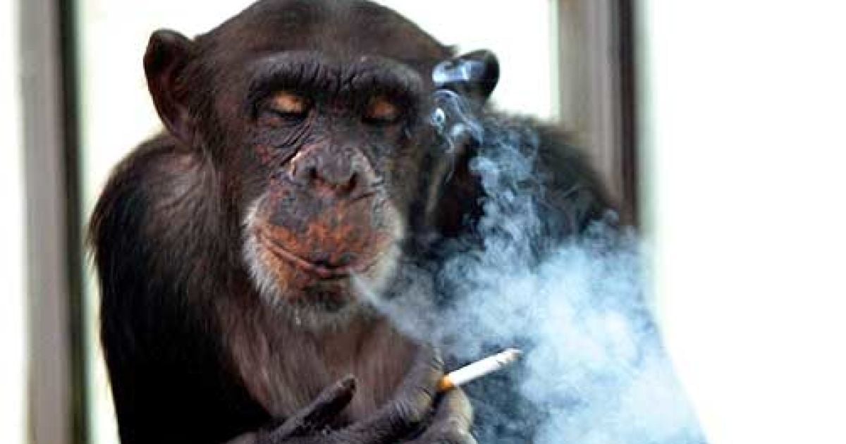 Без цигарки веселіше