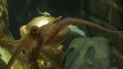 Восьминіг-оракул чемпіонату світу оцінений у 500 тисяч євро