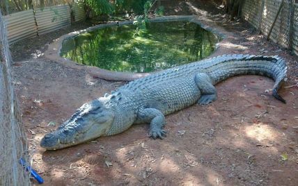 П'яний турист пробрався в зоопарк, щоб покататися на крокодилі