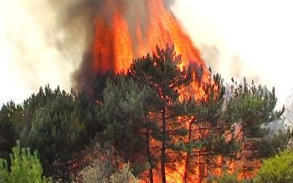 "Людям грозит смерть": оккупанты запрещают тушить лесные пожары в Херсонской области