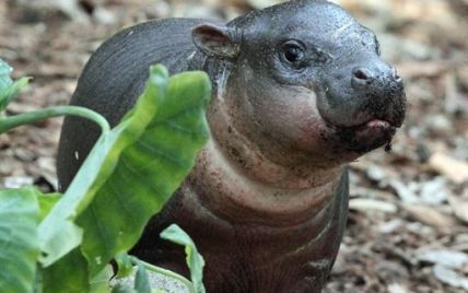 В Австралії малюк карликового гіпопотама вперше показався публіці