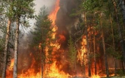 Відео охоплених полум'ям мисливських угідь Януковича шириться мережею