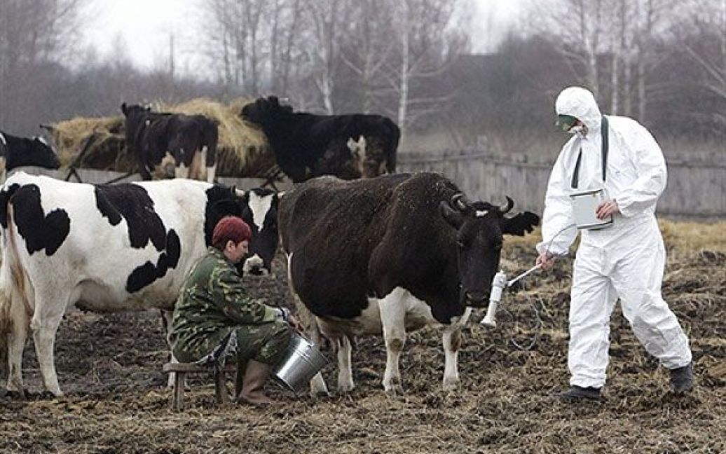Білорусь, Воротець, 30-км зона. Співробітник Білоруського підрозділу радіаційної екології вимірює рівень радіації, доки жінка доїть корову. / © AFP