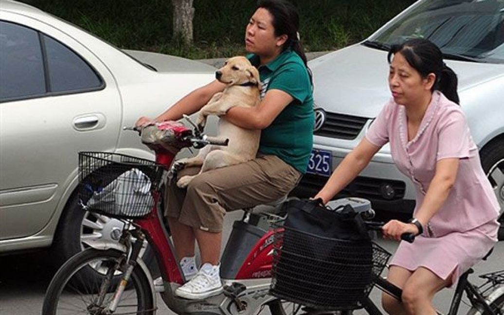 Китай, Пекін. Жінка тримає свого собаку на руках під час їзди на мопеді вулицею Пекіну. Кількість власників собак у Китаї протягом останніх десяти років різко підвищилась, оскільки китайські громадяни стали заробляти більше. / © AFP