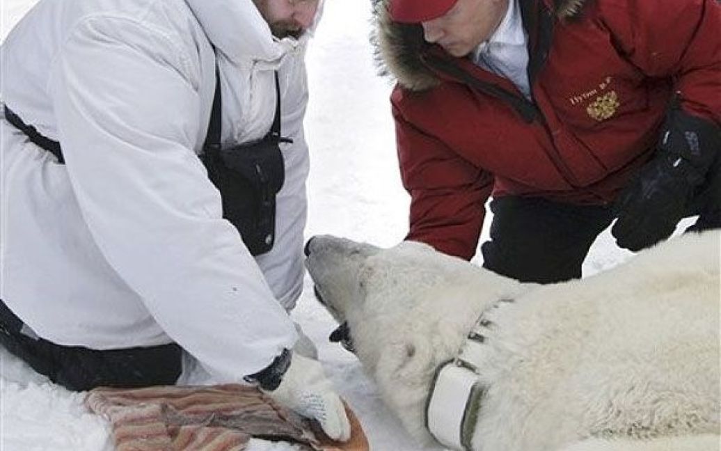Прем'єр-міністр РФ взяв участь у роботі наукової експедиції, що вивчає ареали проживання білого ведмедя / © AFP
