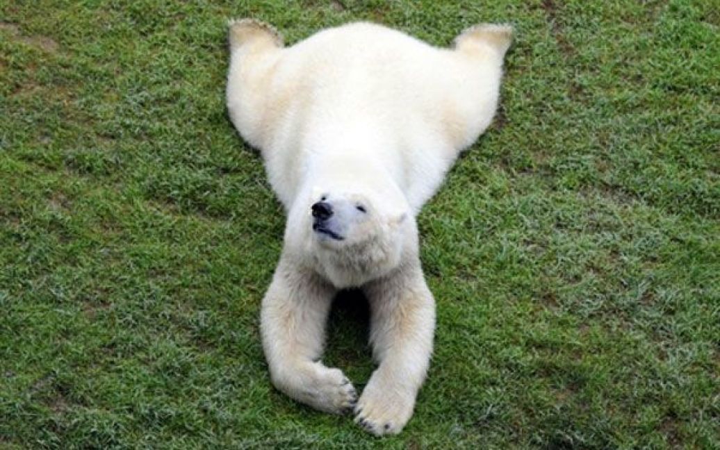 Німеччина, Ганновер. Білий ведмідь лежить у новому вольєрі, який зробили для нього у зоопарку міста Ганновер. Цей зоопарк поділений на сім так званих "світів", одним з яких стане новий світ "Юкон". / © AFP