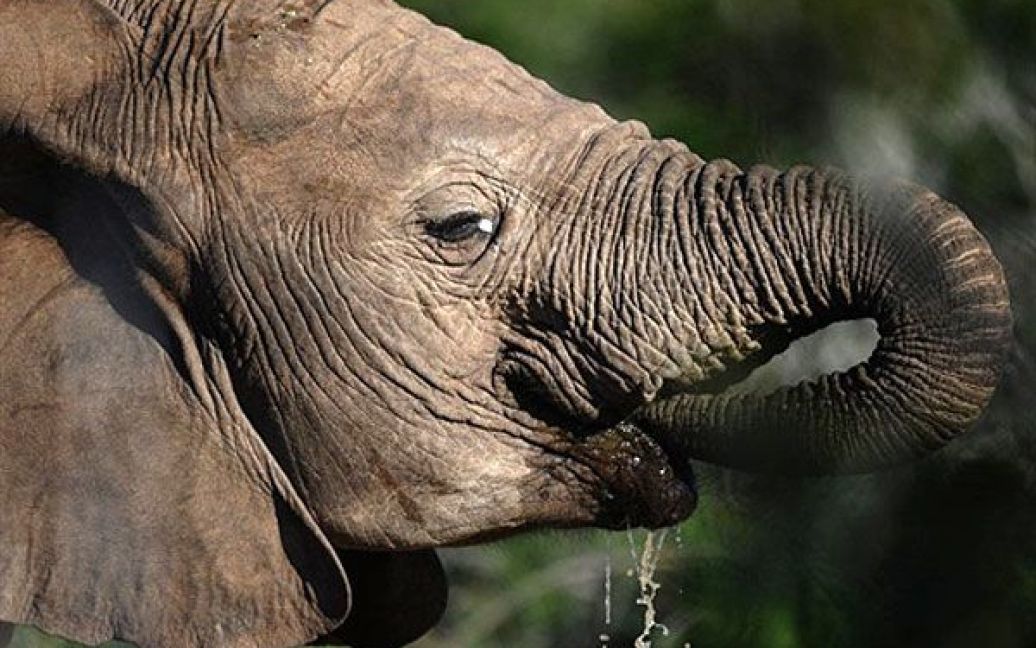 Через браконьєрів у 1920 році у цьому районі залишилось лише 11 слонів, і у 1931 році Еддо проголосили національним парком. / © AFP