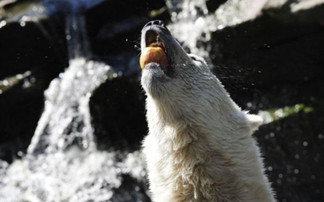 Білий ведмідь Кнут ловить яблуко, яке йому кинув відвідувач берлінського зоопарку. Більшість ведмедів у зоопарках мають розлади психіки, і Кнут, який в став зіркою у 2007 році, не виключення. Експерти організації РЕТА стверджують, що ведмідь страждає нападами панічних атак. / © AFP