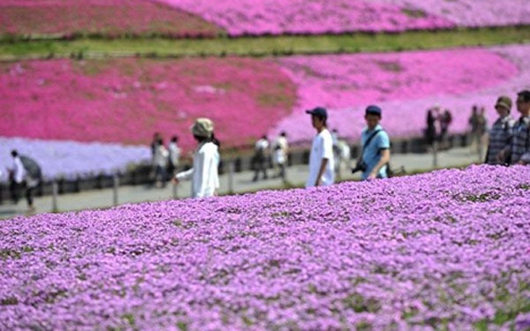 Японія. Відвідувачі парку Хітсуджіяма насолоджуються цвітінням флоксів. У парку на площі у 17,5 квадратних кілометрів ростуть більше 400 тисяч флоксів. / © AFP
