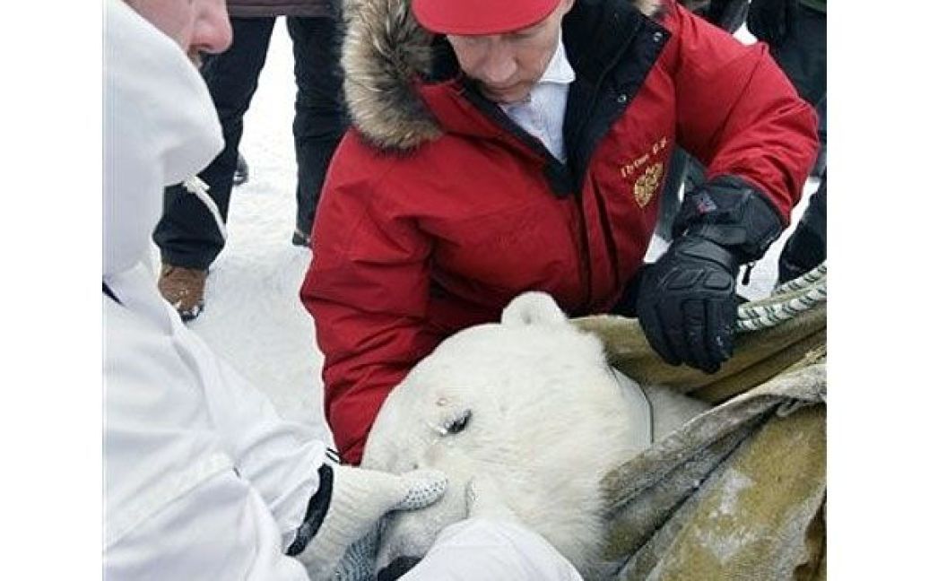 Глава уряду Росії підкреслив, що "для нас важливо знати, як пересувається білий ведмідь, як він розмножується, як виховує потомство". / © AFP
