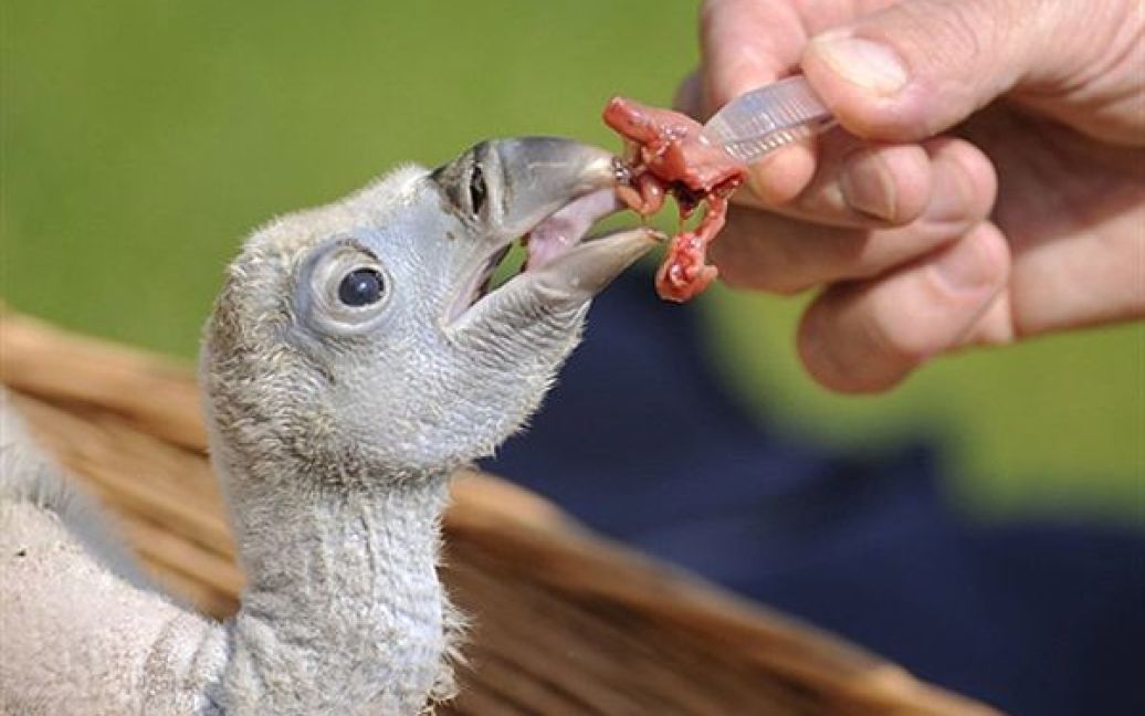 Годування новонародженого грифона у Ганноверському зоопарку. Ейнштейн, таке ім’я йому дали співробітники зоопарку, народився 9 квітня. / © AFP