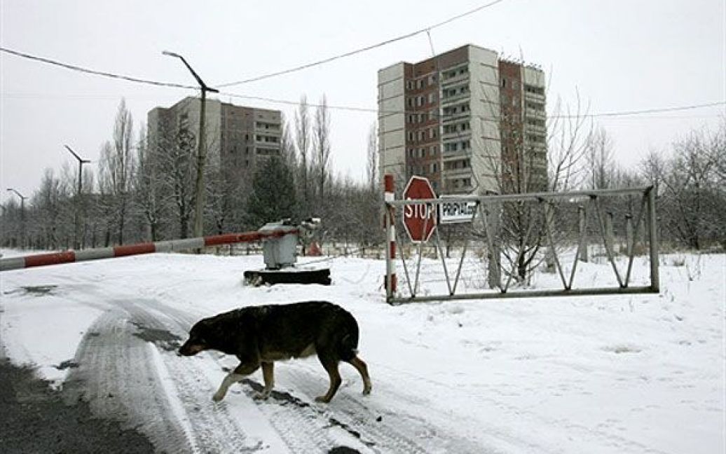 На початок 2010 року на території зони відчуження мешкало більше 250 людей у 10 різних селах, з них більше 100 людей - у місті Чорнобиль. / © AFP