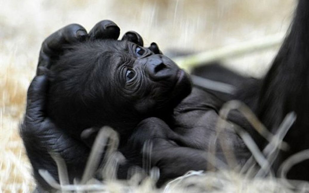 9-денне дитинча горили лежить у руках своєї матері Кіживу у зоопарку Праги. / © AFP