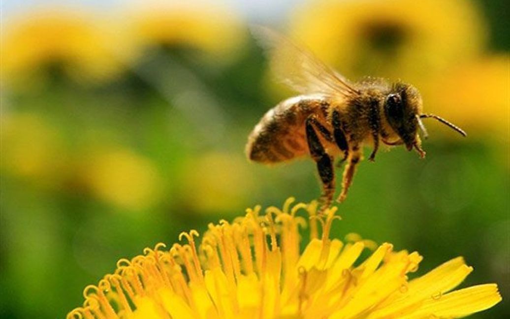 Німеччина. Бджола збирає нектар з квітучих кульбаб на сонячному полі в районі північного німецького міста Прісдорф. У всій країні найближчим часом обіцяють сонячну погоду. / © AFP