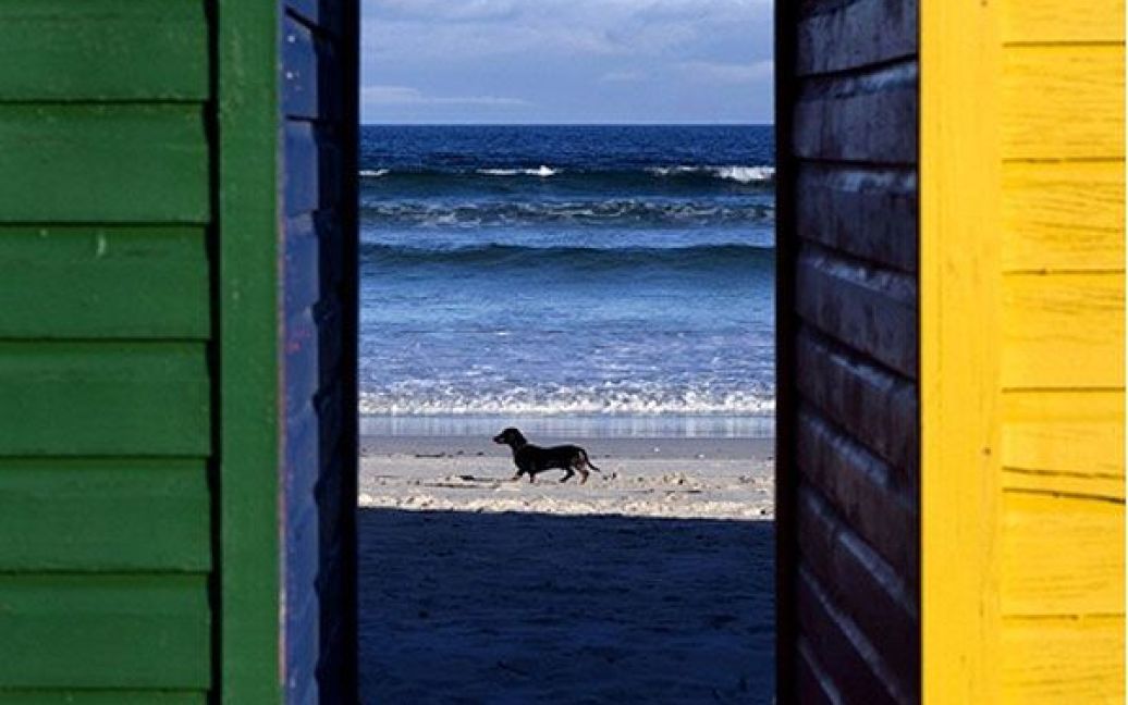 ПАР, Кейптаун. Собака бігає поруч із кольоровими кабінками для перевдягання на пляжі Muizember. Південна Африка готова прийняти Чемпіонат світу з футболу, який відбудеться з 11 червня по 11 липня 2010 року. / © AFP