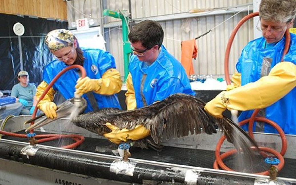 Рятувальники відмивають птахів від нафти. / © AFP