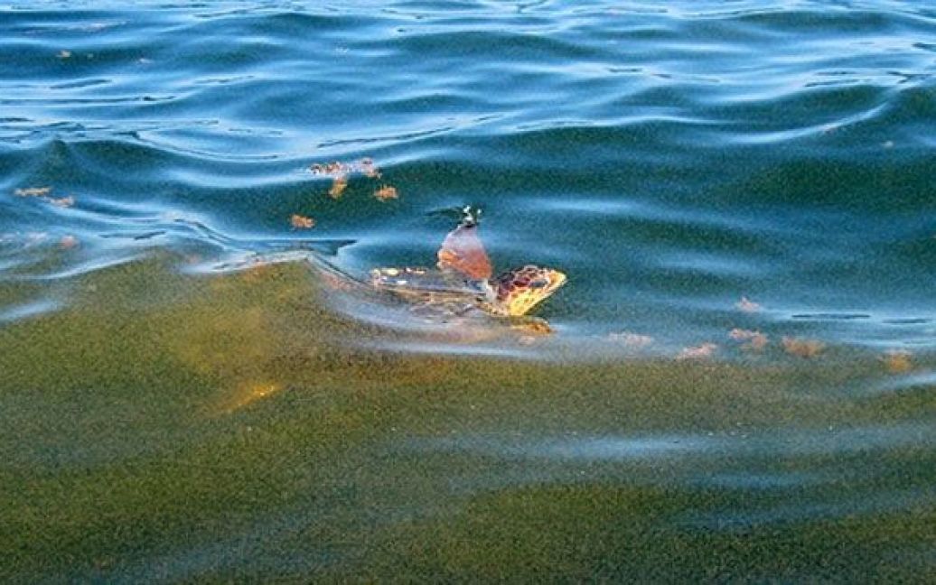 Черепаха пливе у воді, забрудненій нафтою. / © AFP