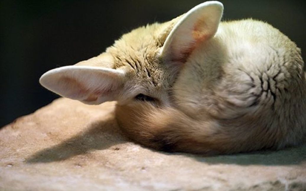 22.04. Фенек, мініатюрна лисиця, спить у зоопарку Амневіля Франція. / © AFP