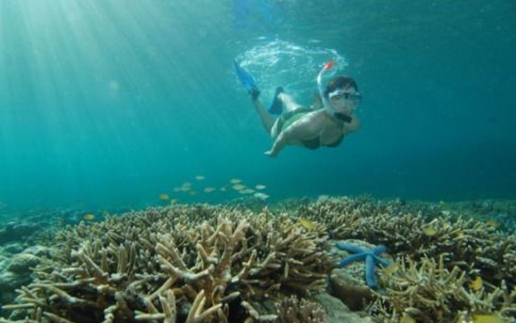 Підводне життя Індонезії / © Forbes