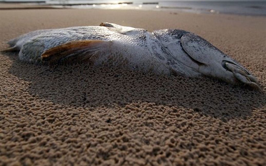 Мертва рибина лежиться на березі Мексиканської затоки. З нафтової платформи Deepwater Horizon продовжують виливатися тисячі барелів нафти щодня. / © AFP