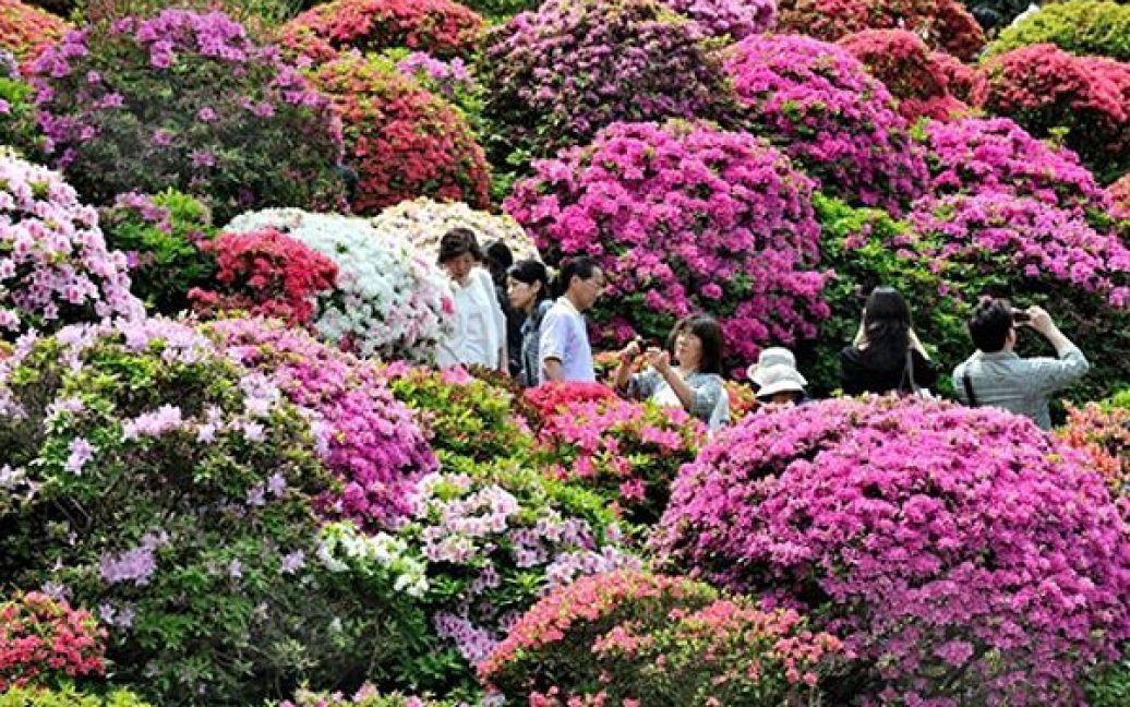 Токіо. Відвідувачі насолоджуються квітами азалій у храмі Незу. / © AFP