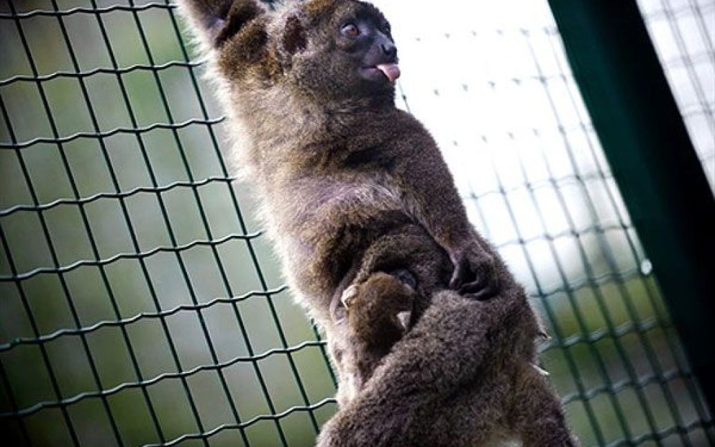 Франція, Безансон. Лемур на прізвисько Сорья тримає свого місячного малюка у зоопарку Безансона на сході Франції. Вид лемурів Hapalemur Simus мешкає на Мадагаскарі і є одним із найшвидше зникаючих приматів у світі. Таких лемурів у світі лишилось тільки 20. / © AFP