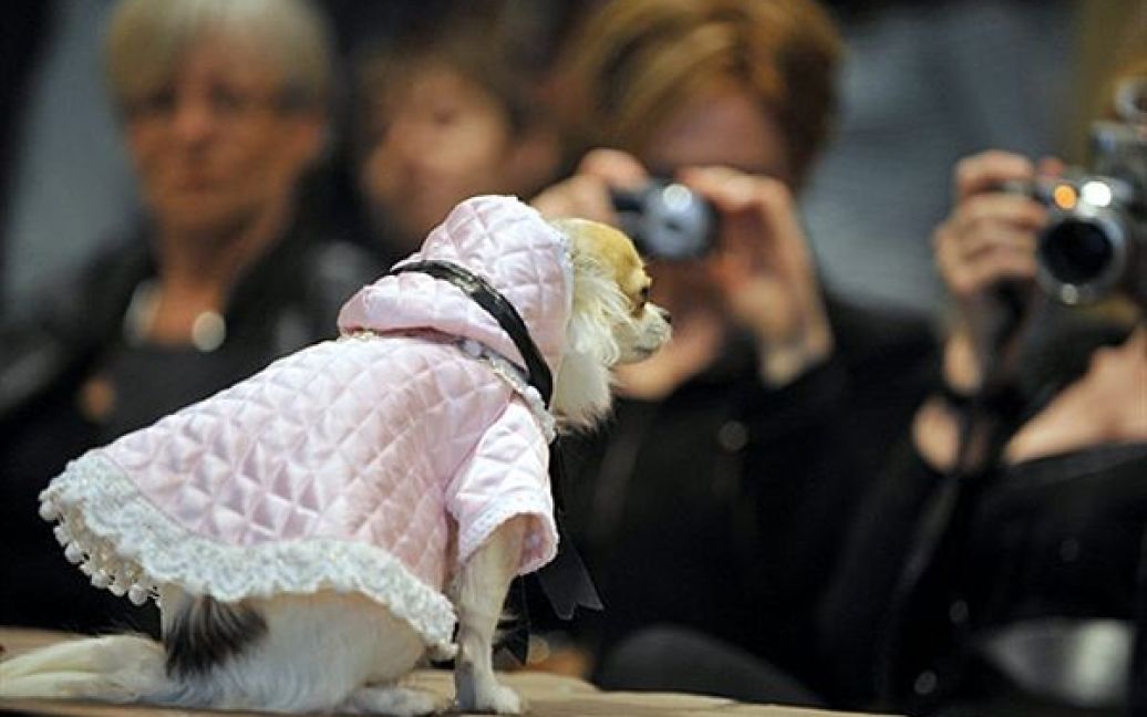 У Ренні, Франція, організували перший конкурс собачої моди. Відвідувачі мають змогу не тільки оцінити вбрання для тварин, але й одразу купити новий одяг для свого улюбленця. / © AFP
