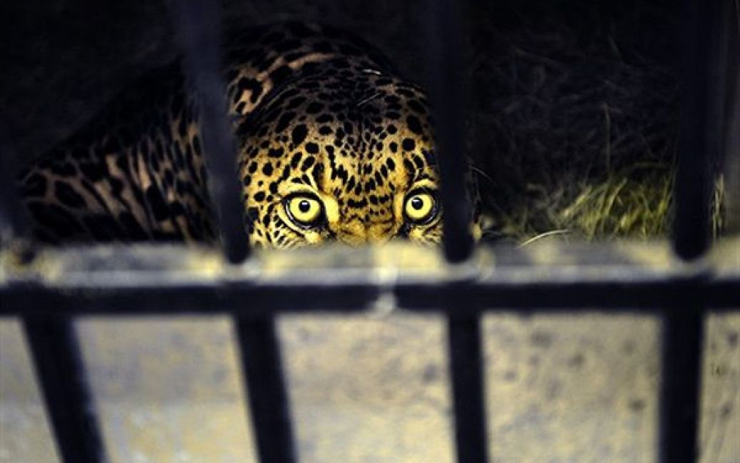 12.05. Леопард визирає зі своєї клітки у ветеринарній лікарні для диких тварин у Порт-Єлизабеті, ПАР. Усі тварини у цій лікарні відпускаються на волю після курсу лікування. / © AFP