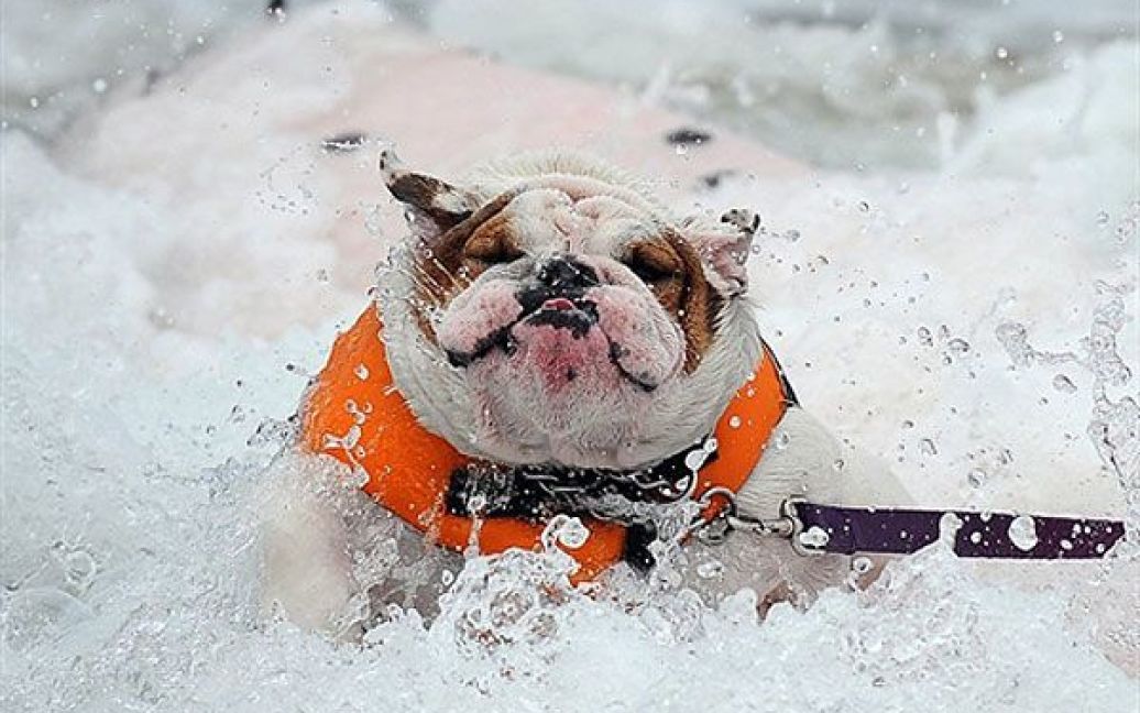 США, Каліфорнія. На пляжі "Imperial Beach" відбулись змагання з серфінгу серед собак. У п&#039;ятому щорічному чемпіонаті з собачого серфінгу взяли участь "спортсмени" з усієї країни. / © AFP