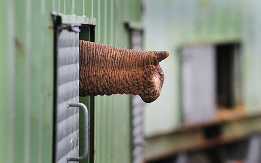 Слон виставив хобот зі свого контейнера для транспортування після прибуття до зоопарку німецького міста Нойкірхен з іспанського містечка Бенідорм. Слони, які прибули до Німеччини, майже 4 дні перебували у дорозі. / © AFP
