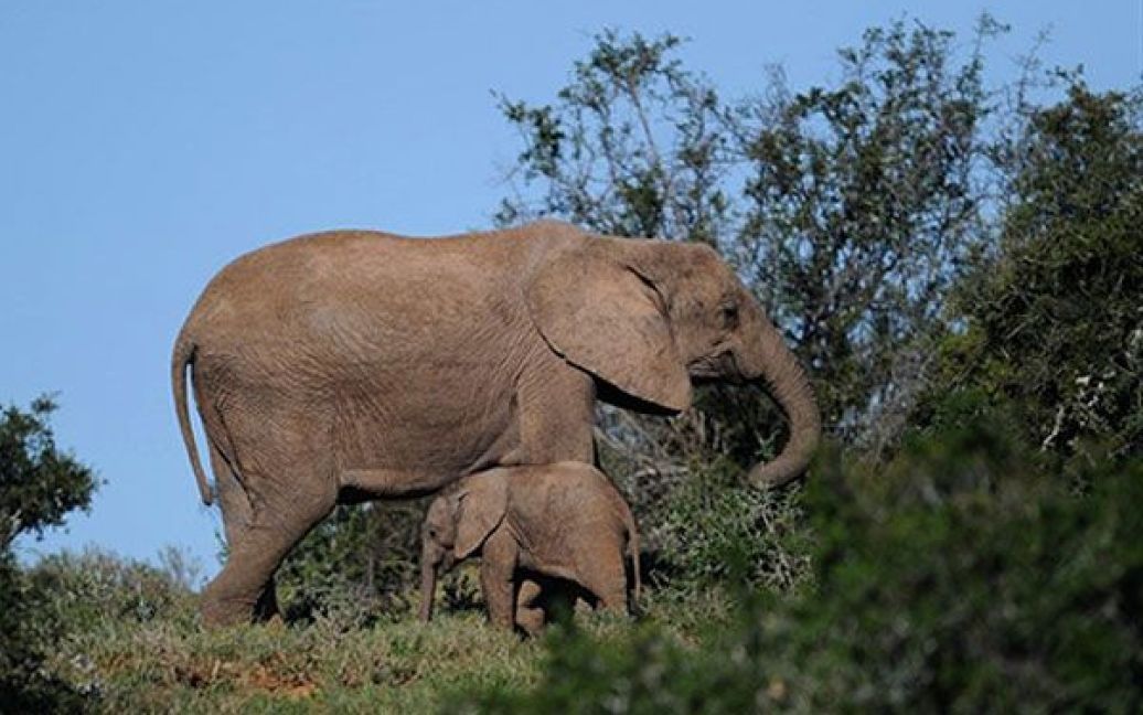 Національний парк слонів Еддо у Східному Кейпі поблизу Кейптауна є одним з найвідоміших місць проживання слонів, чорних і білих носорогів, гірської зебри та інших рідкісних тварин. / © AFP