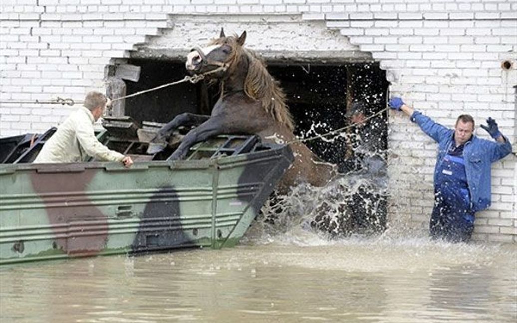 Польща. Фермери намагаються допомогти коняці застрибнути до човна-амфібії у затопленому селі в центральній Польщі на річці Вісла. Польща потерпає від повеней, викликаних проливними дощами, які не вщухали протягом багатьох днів. В результаті стихійного лиха щонайменше 14 людей загинуло, десятки тисяч людей були змушені залишити свої будинки. / © AFP