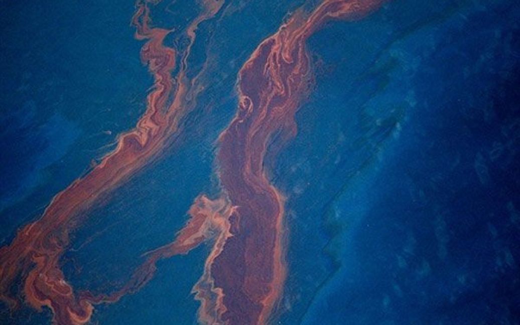 Після аварії на нафтовій платформі в Мексиканську затоку щодня виливається близько 800 тонн нафти, і влада США назвала це найбільшою екологічною катастрофою в своїй історії. / © AFP