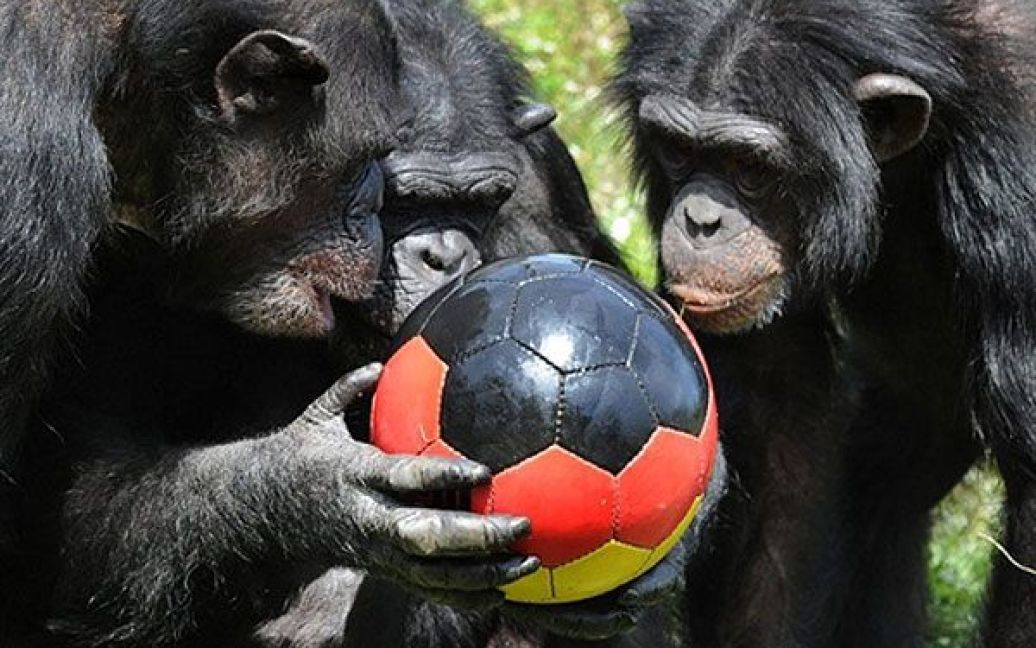 Німеччина, Ходенхаген. Шимпанзе роздивляються футбольний м&rsquo;яч, розфарбований у кольори німецького прапора. Шимпанзе грали у футбол у Серенгеті-парку в місті Ходенхаген. / © AFP