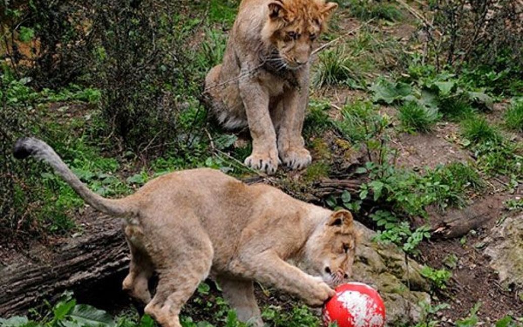 Великобританія, Лондон. Азіатський лев грає з футбольним м&rsquo;ячем під час фотосесії у Лондонському зоопарку. М&rsquo;ячі, наповнені м&#039;ясом, мають стимулювати природну цікавість левів і  є частиною програми "Великий кіт". Крім того, на м&rsquo;ячах намальований червоних хрест, що має означати підтримку англійської збірної з футболу на Чемпіонаті світу. / © AFP