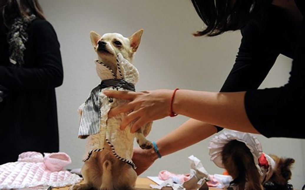 5.05. У Рені відбувся перший конкурс собачої моди, який організували Французький міжнародний університет моди та компанія "La pet Avenue", яка займається виробництвом товарів для собак. / © AFP