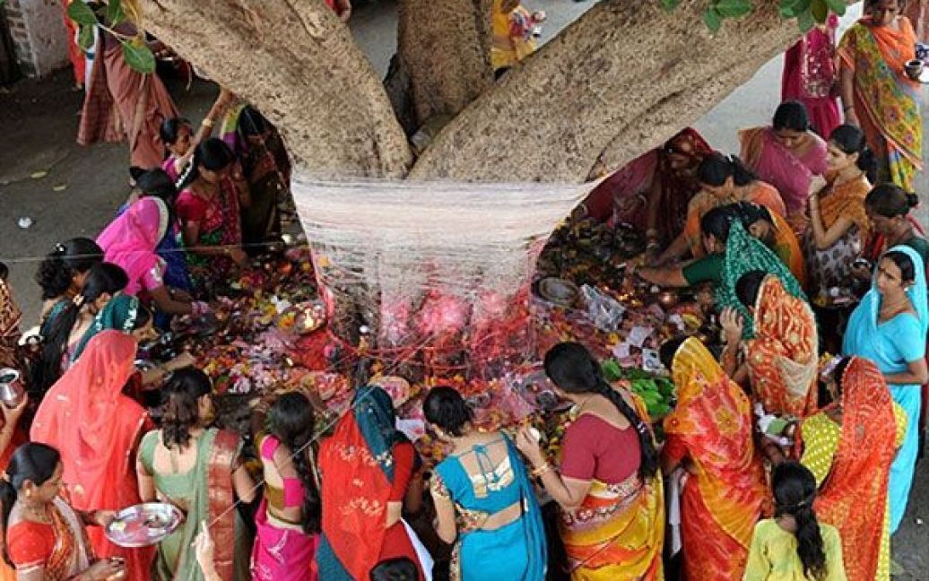 Індія, Ахмедабад. Одружені індійські жінки здійснюють ритуал біля священного дерева баньян з нагоди свята Ват Савітрі Пуджа у Ахмадабаді. На свято Ват Савітрі Пуджа, досить значуще у індуїзмі, заміжні жінки дотримуються посту і моляться за здоров&#039;я і довголіття своїх чоловіків. / © AFP