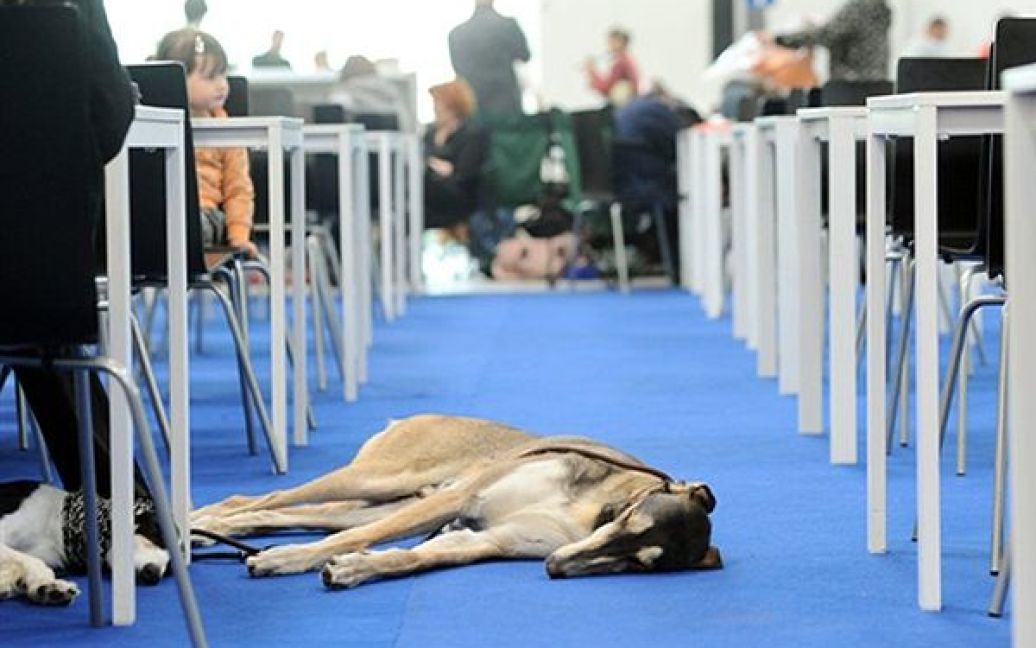 15.05. Собаки та їхні хазяїни чекають на результати змагань на Європейській виставці собак у Братиславі. / © AFP