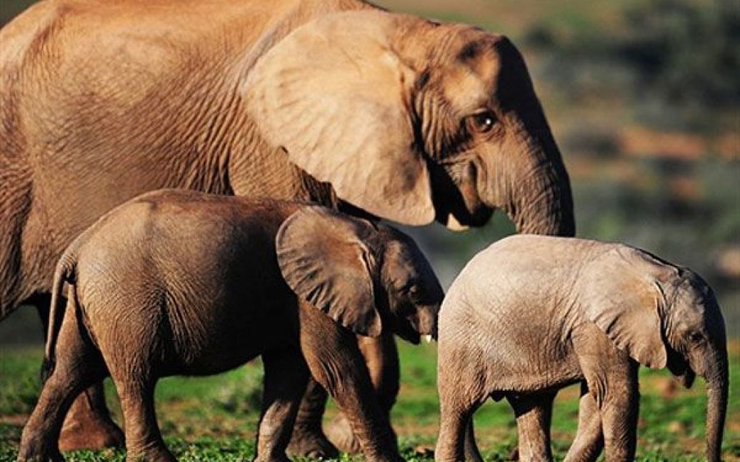 На території парку Еддо, який був заснован у 1931 році, мешкає найбільша у Африці популяція слонів - більше 200 особин / © AFP
