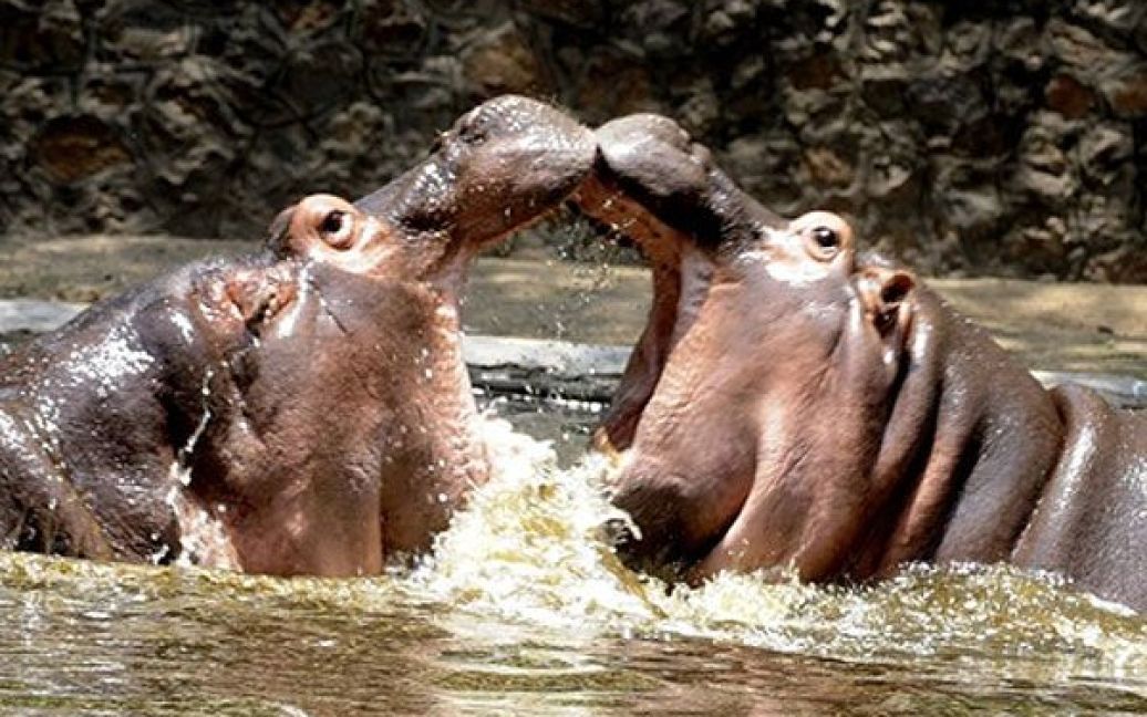 Індія, Нью-Делі. Гіппопотами купаються у ставку зоопарку в Нью-Делі. У індійській столиці температура досягла 43 градусів за Цельсієм. У регіоні ще не почались мусонні дощі, Індії загрожує посуха. / © AFP