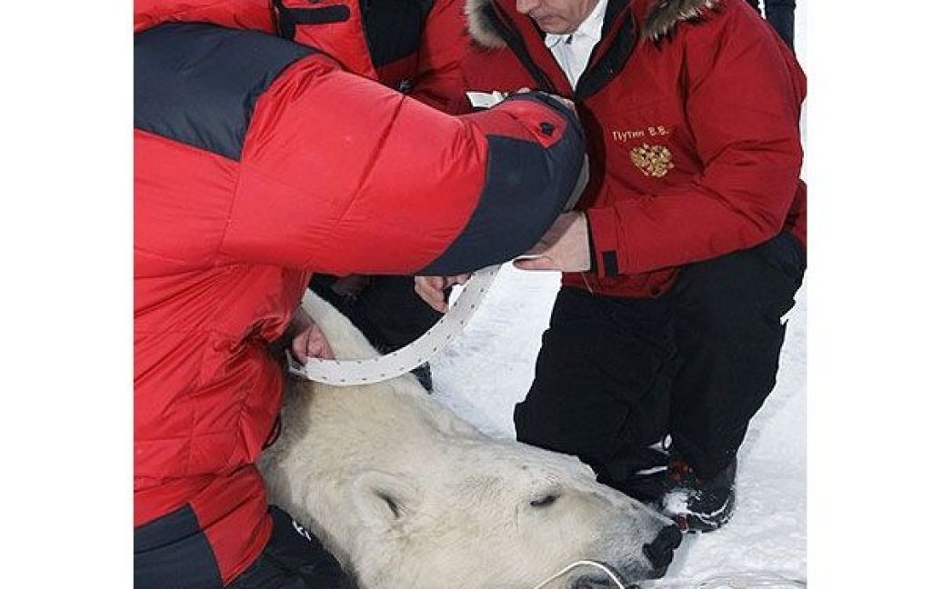 Під час перебування в Арктиці Путін звернув увагу на те, що на часі в небезпеці знаходиться полярний ведмідь. / © AFP